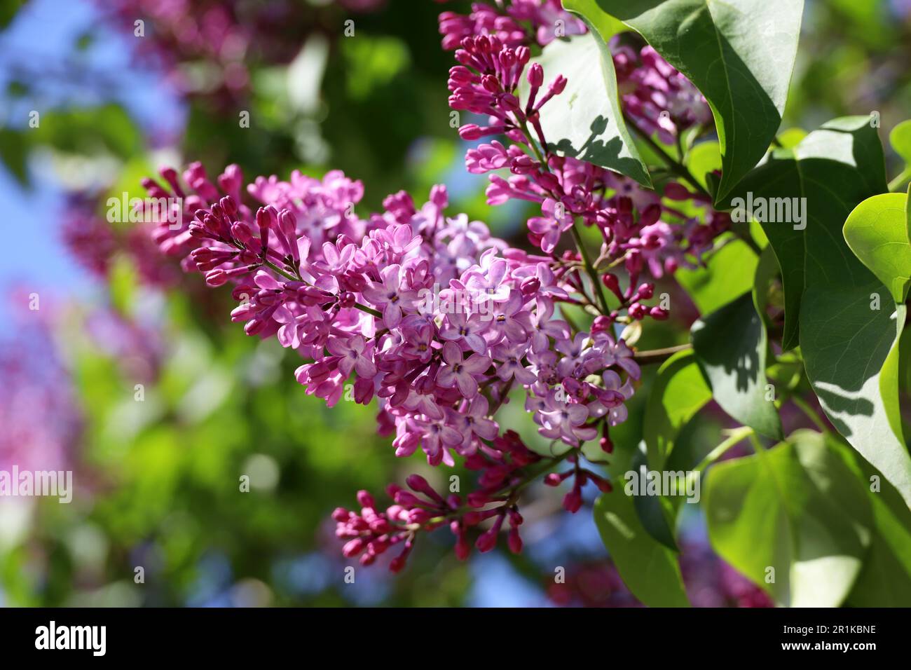 Fliederblumen auf einem Busch. Frühlingsblüte und grüne Blätter an sonnigen Tagen Stockfoto