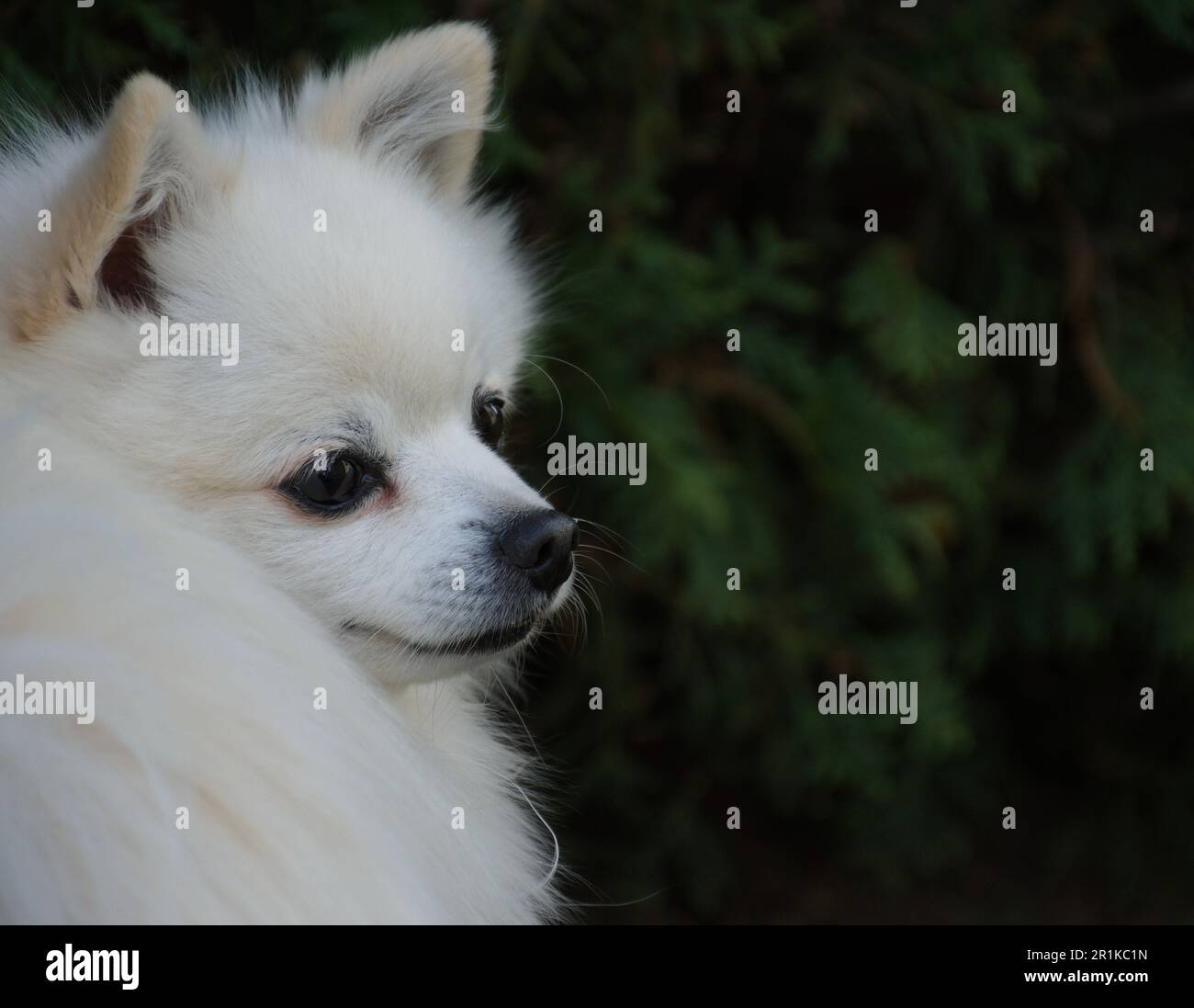Weißer pommerischer Hund. Stockfoto