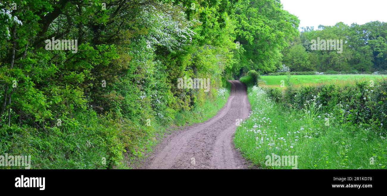 Dirt Track im Little Budworth Country Park, Cheshire, Großbritannien. Stockfoto
