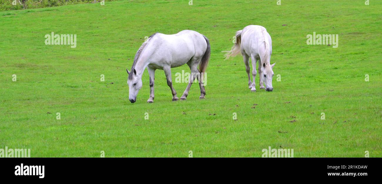 Zwei weiße Pferde auf einem Feld im Little Budworth Country Park, Cheshire, Großbritannien Stockfoto