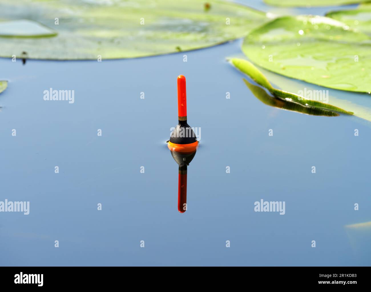 Fischfang treiben zwischen den Blättern von Seerosen. Angelangriff mit einem Bobber im Waldsee im Dnieper-Delta. Dnieper River, Region Kherson, U Stockfoto