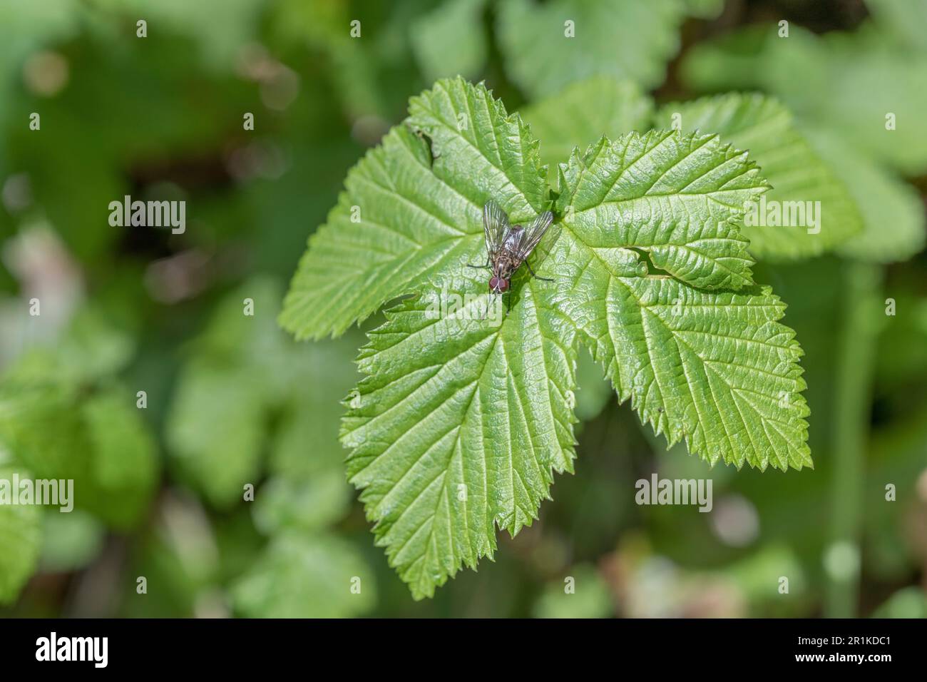 Eine Art Muscidae-ähnliche Hausfliege, die auf der Oberfläche von jungen Meadowsweet / Filipendula ulmaria-Blättern ruht. Stockfoto