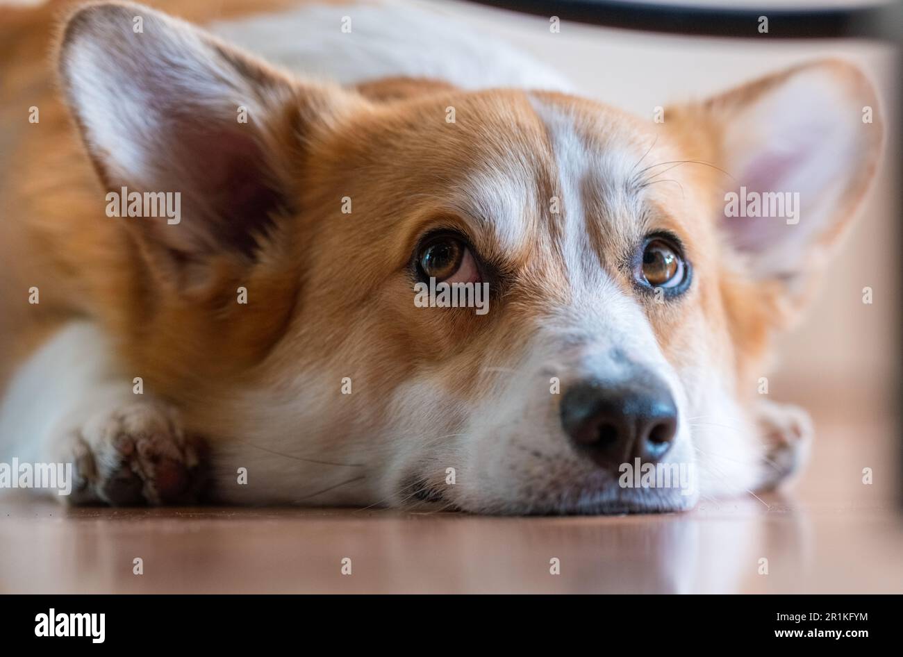 Süßer junger Welsh Corgi Pembroke Hund, der lügt und aufschaut Stockfoto