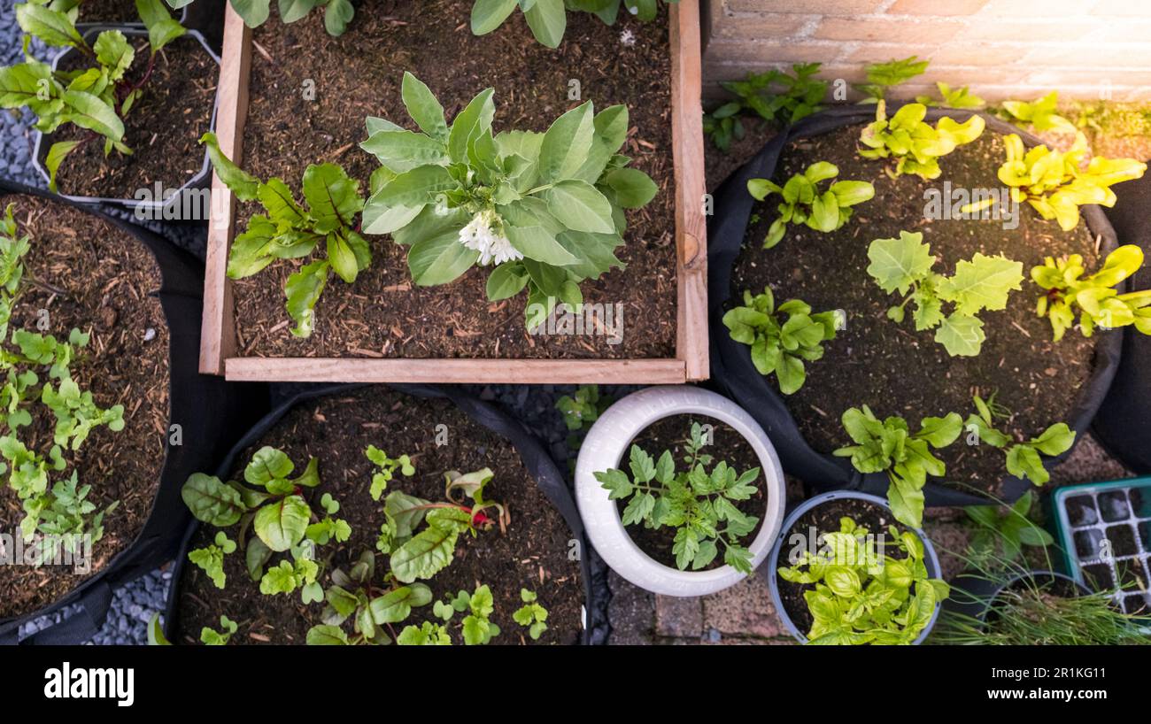 Kleine Pflanzen, die in einem städtischen Gemüsegarten wachsen. Stockfoto