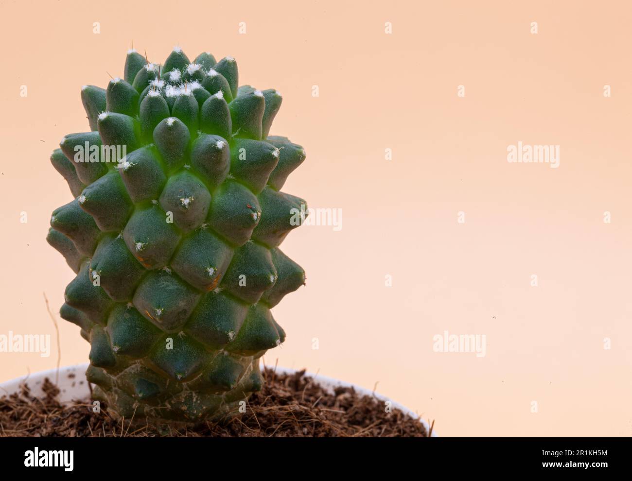 Grner Kaktus in einem Topf Erde auf pfirsichfarbenem Hintergrund. Weie  Flecken auf dem Kaktus. Makrofotografie. Foto in hoher Qualitt  Stockfotografie - Alamy
