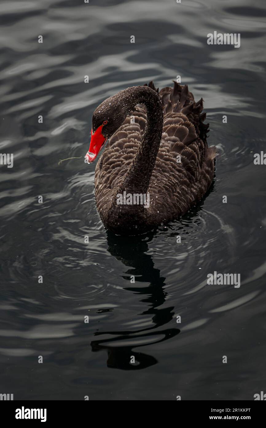Der schwarze Schwan (Cygnus atratus) ist ein großer Wasservogel aus Australien. Er ist nach seinem ausgeprägten dunklen Gefieder benannt, das von einer Tiefe reichen kann Stockfoto