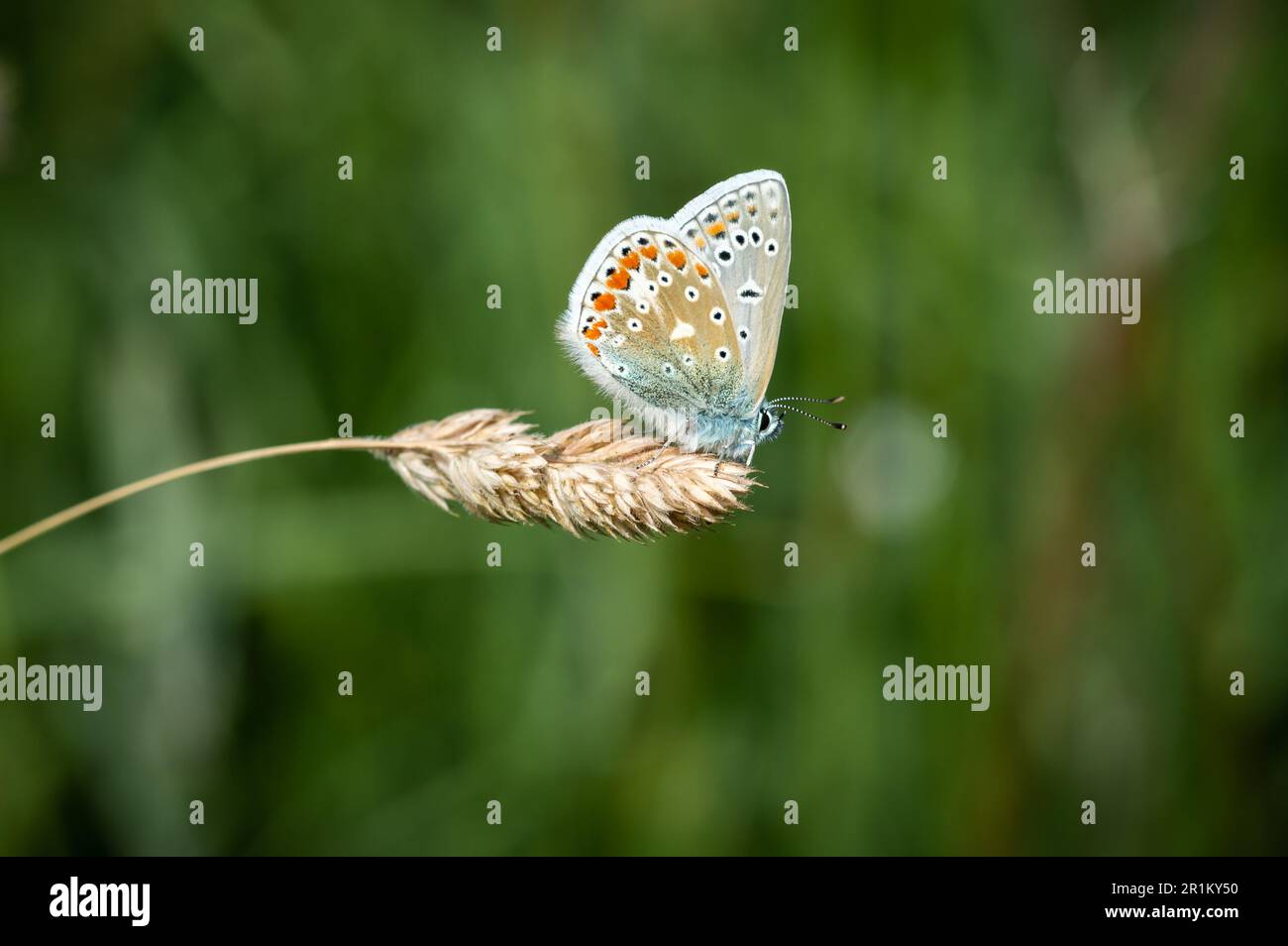 Blauer Schmetterling, der auf einem getrockneten Grasstiel ruht Stockfoto