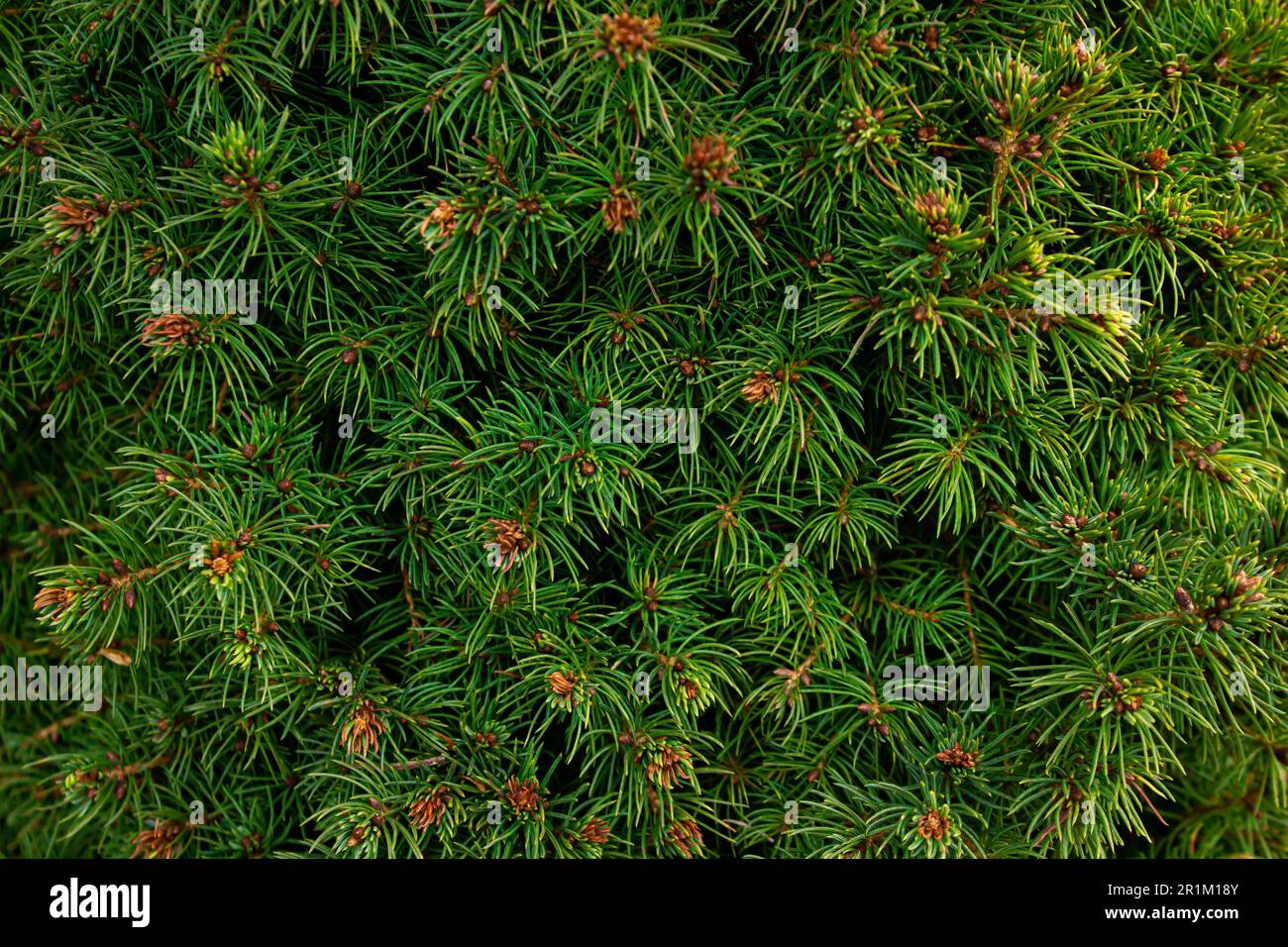 Picea glauca Conica Zwerg dekorativer Nadelbaum-Hintergrund. Weiße Fichte, kanadische Fichte, Stinktier, Black Hills, westliches Weiß, Alberta w Stockfoto