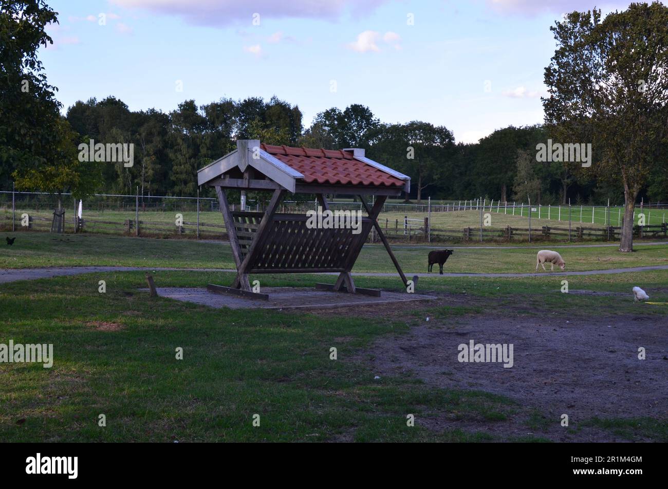 Süße Schafe im Streichelzoo an sonnigen Tagen Stockfoto