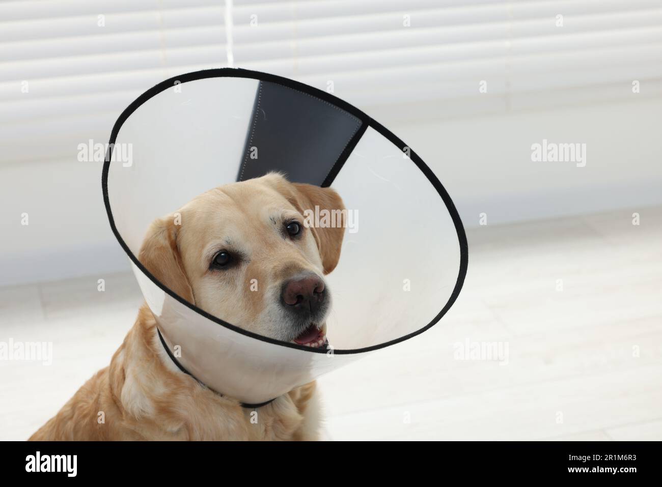 Sad Labrador Retriever mit Schutzkragen im Innenbereich Stockfoto