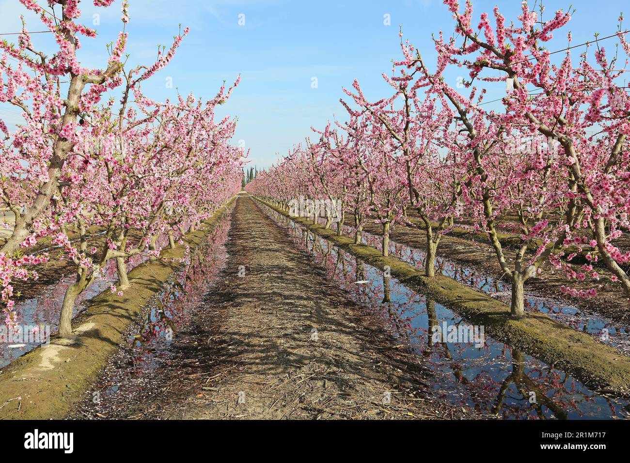 Pfirsichplantage - Kalifornien Stockfoto