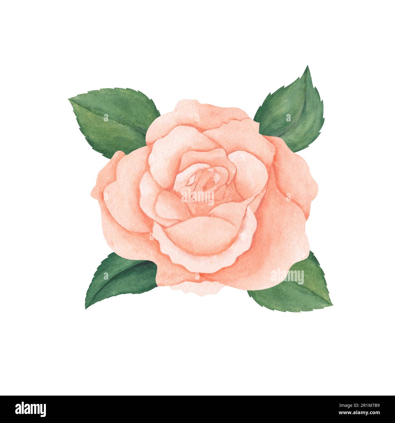 Aquarell rosa Pfirsichrosen und grüne Blätter. Handgezeichnete Illustration für Grußkarten oder Hochzeitseinladungen auf isoliertem Hintergrund. Stockfoto