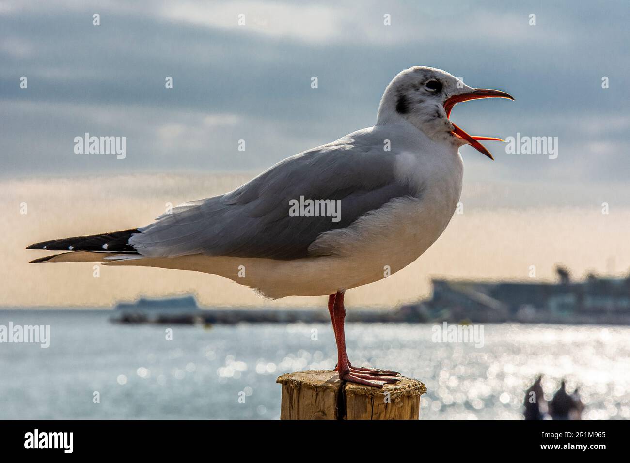 Möwe hoch oben auf einer Stange. Stockfoto