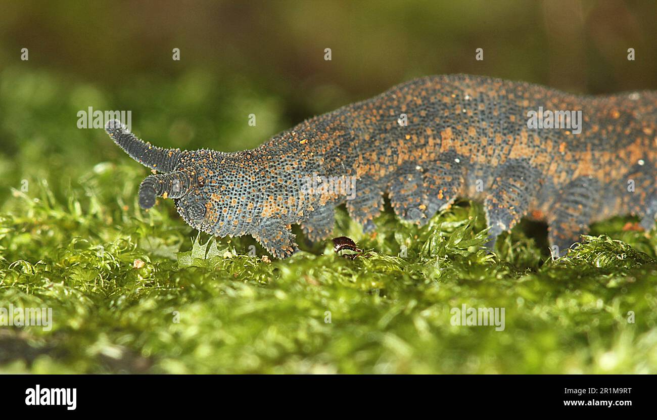 Peripatus sp Fotos und Bildmaterial in hoher Auflösung Alamy