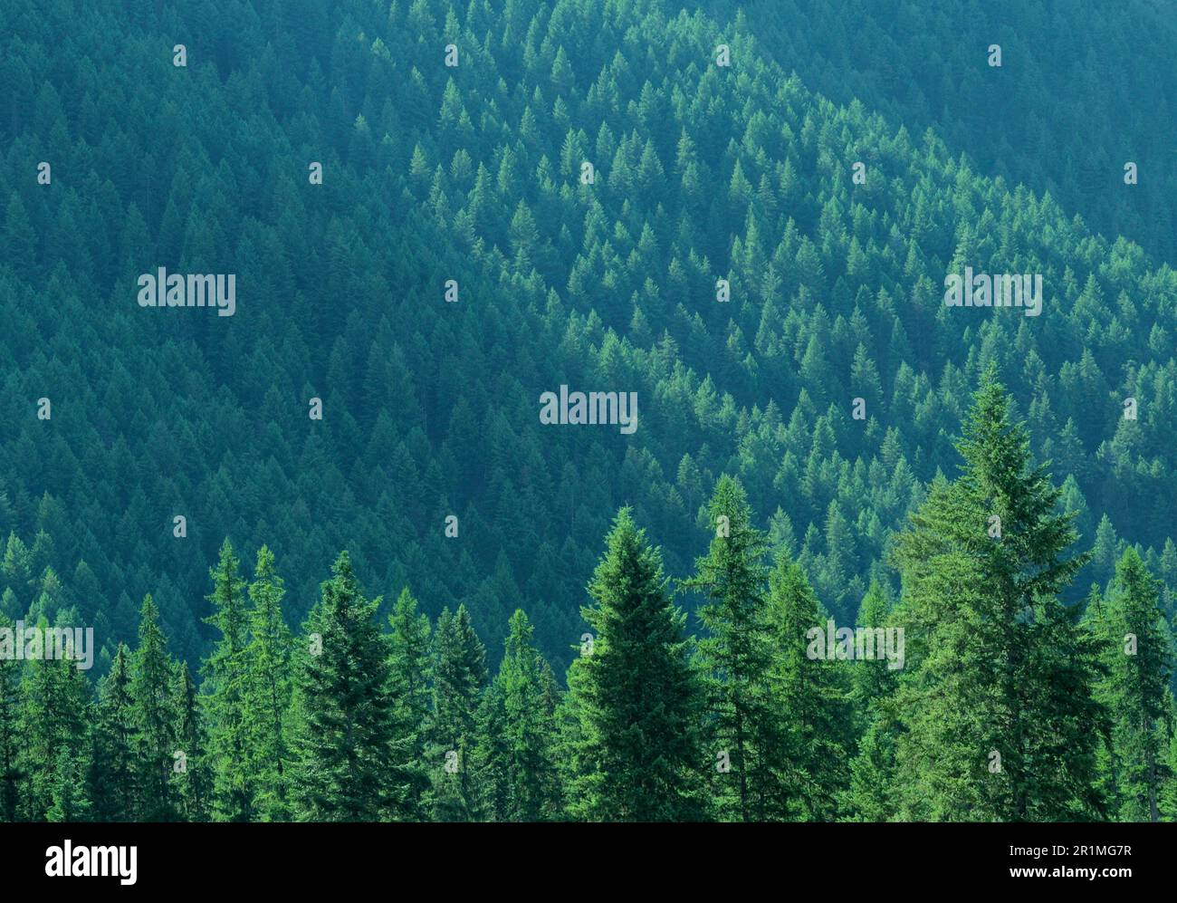 Immergrünen Wald Stockfoto