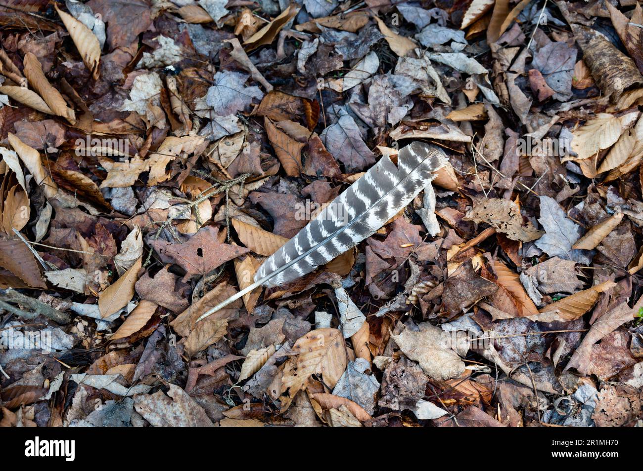 Eine östliche wilde truthahnfeder, die auf trockenen Blättern in der Wildnis der Adirondack Mountains liegt. Stockfoto