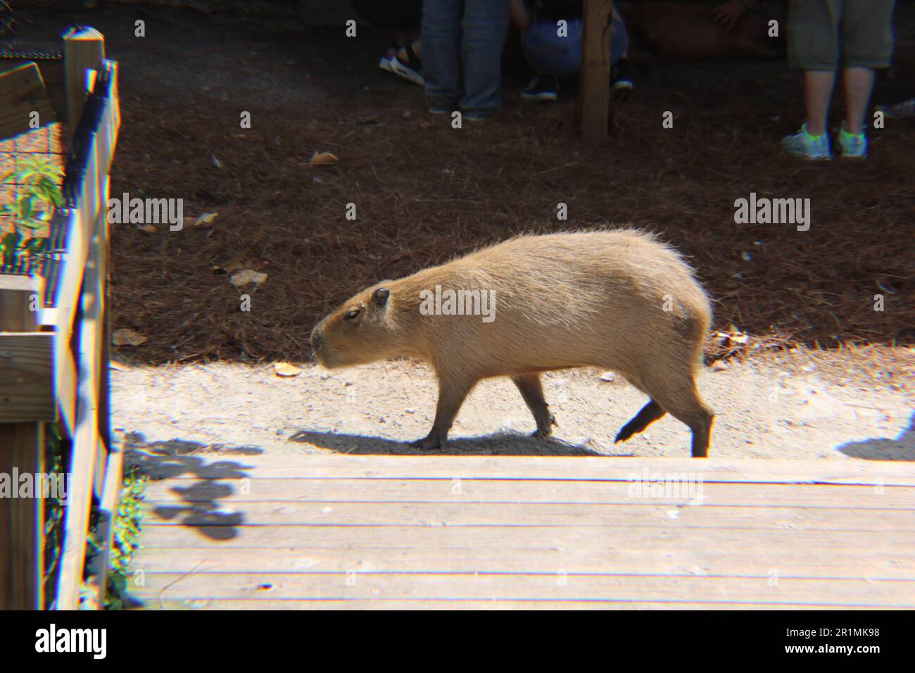 Capybara im Gatorland in Orlando, Florida Stockfoto