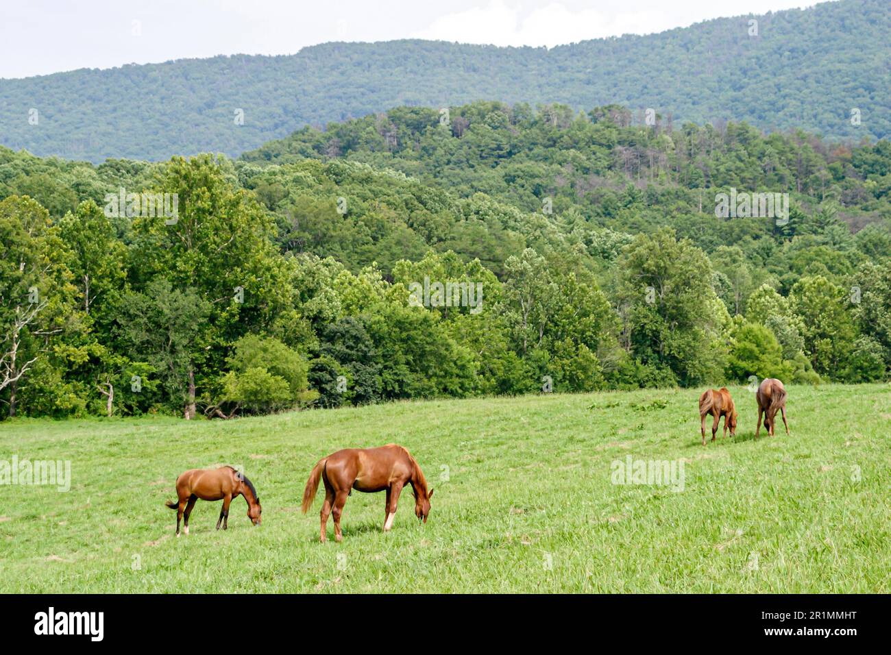 Tennessee Great Smoky Mountains National Park, ländliche ländliche Landschaft, rustikale Weidepferde, Stockfoto