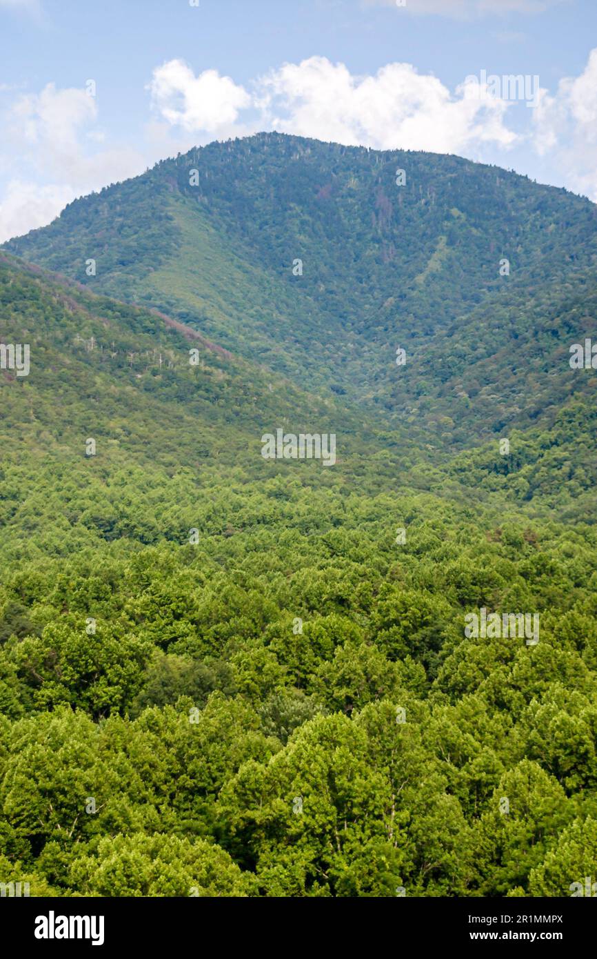 Tennessee Great Smoky Mountains National Park, Naturlandschaft, Berggipfel, Bäume, Stockfoto