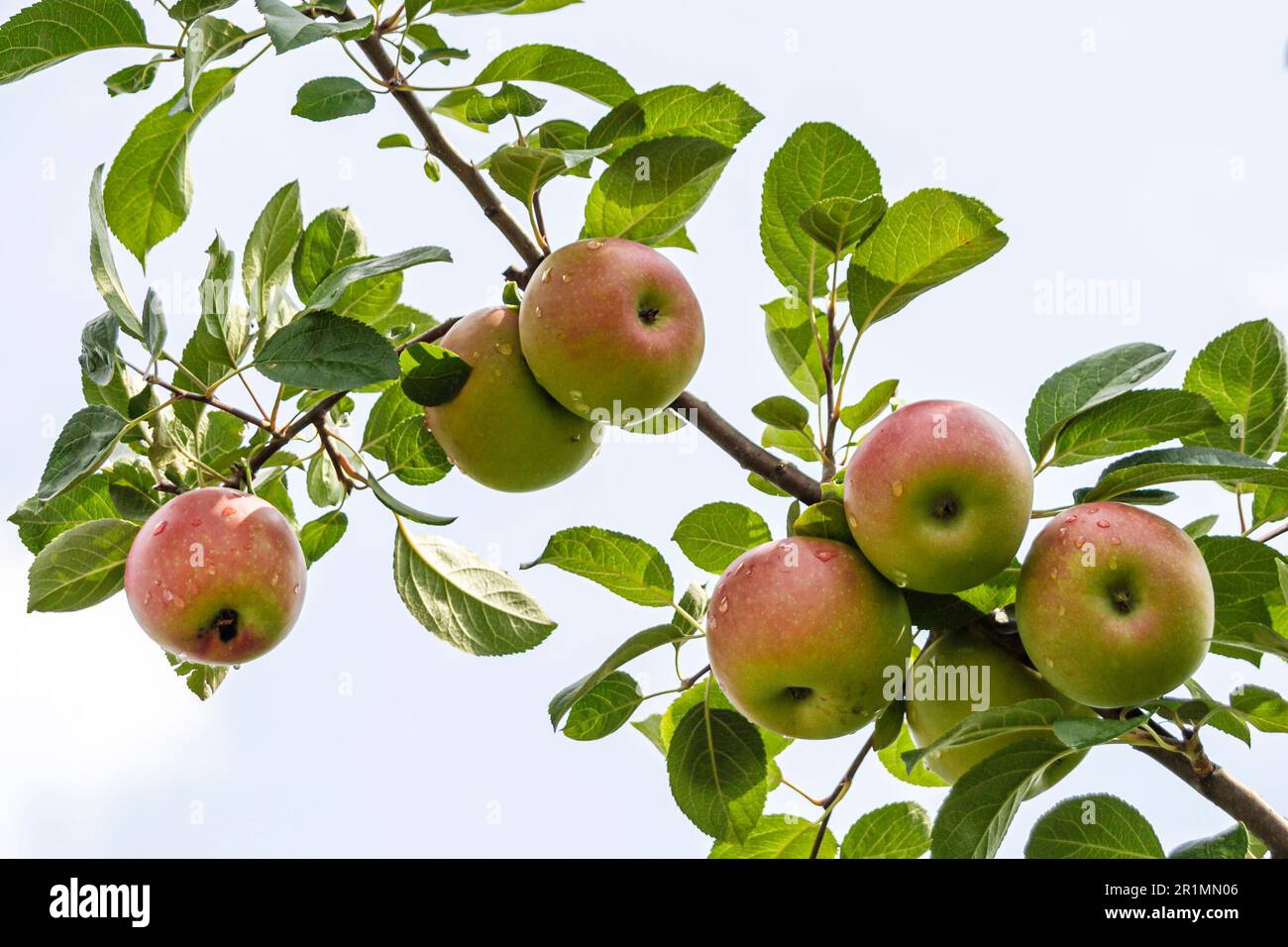 Sevierville Tennessee, Apfelplantage, baumreife Äpfel Stockfoto