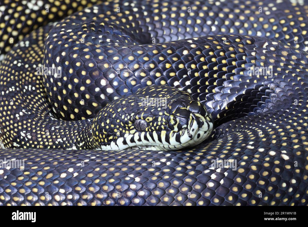 Australian Diamond Python Stockfoto