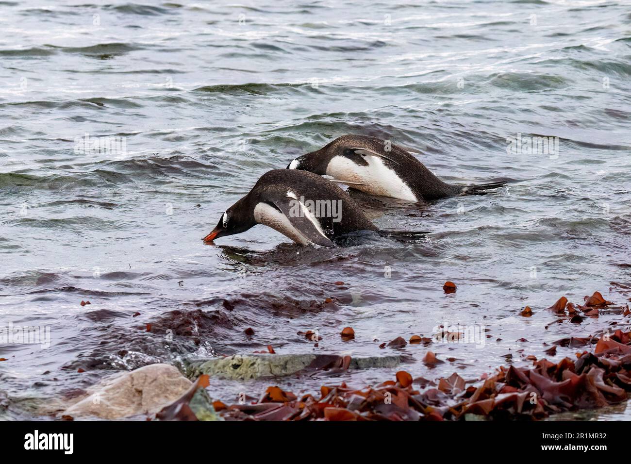 Gentoo-Pinguine, die im Wasser der Antarktis surfen Stockfoto