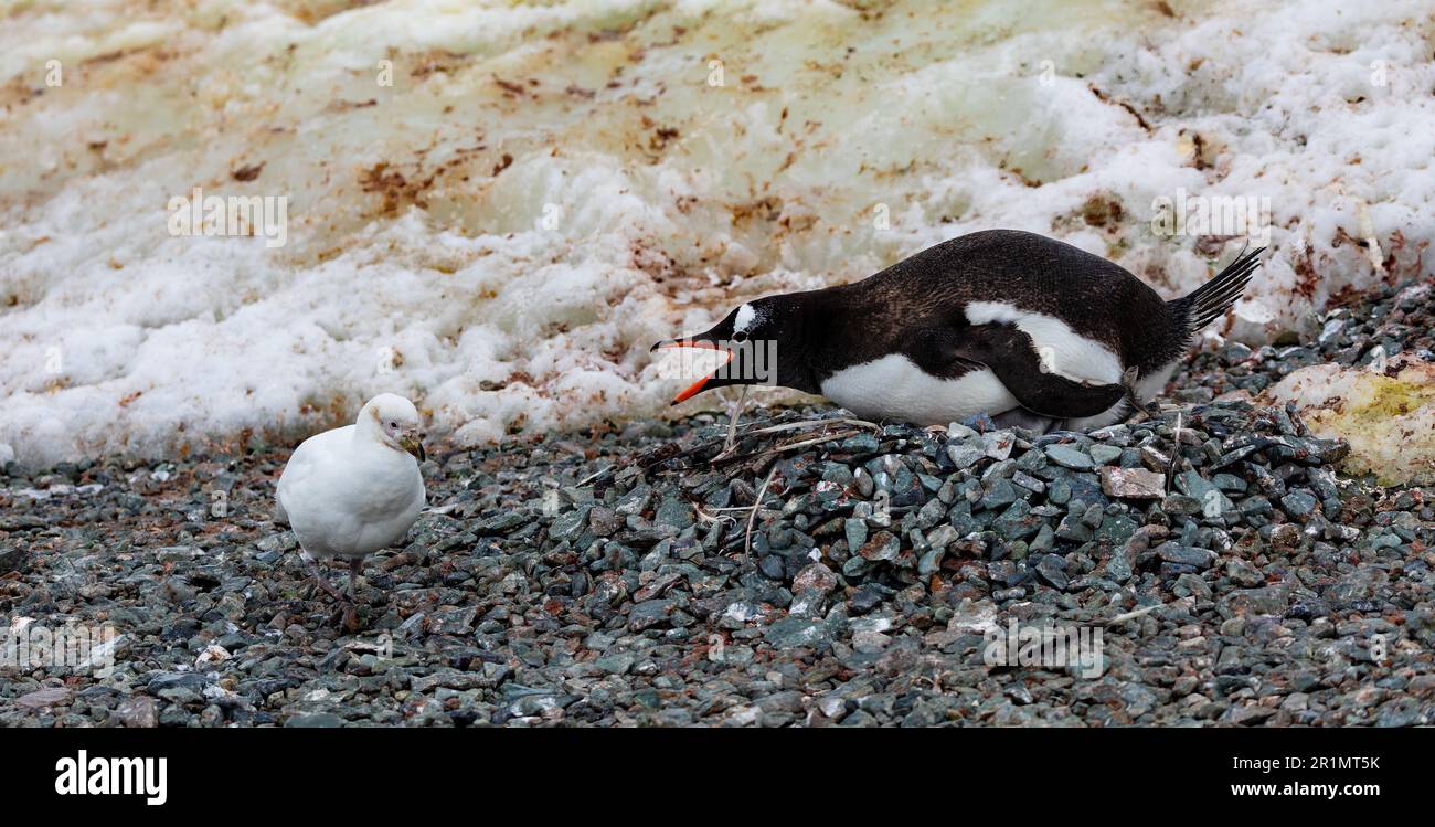 Elternteil von Gentoo-Pinguin mit Küken, die auf einem Nest in der Antarktis sitzen, mit Snowy Sheathbill Stockfoto