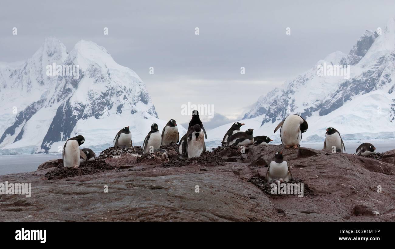 Gruppen von Gentoo-Pinguinen in der antarktischen Landschaft Stockfoto