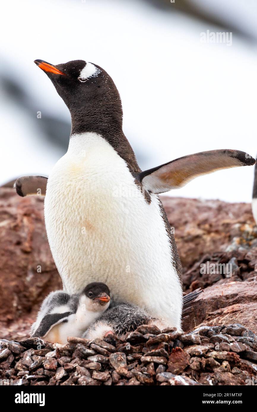 Elternteil von Gentoo Penguin mit Küken, die auf einem Nest in der Antarktis sitzen Stockfoto