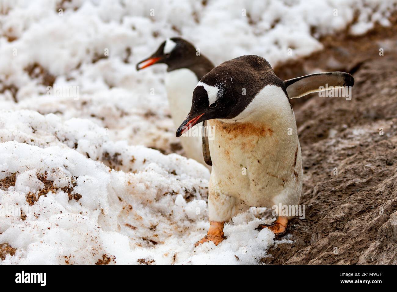 Gentoo-Pinguine in der Antarktis, die auf Eis gehen Stockfoto