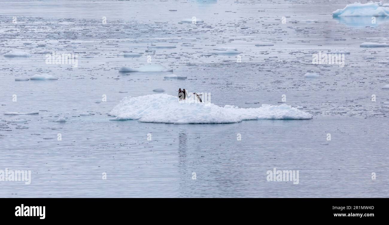 Pinguine in der Antarktis sitzen auf einem Eisberg Stockfoto