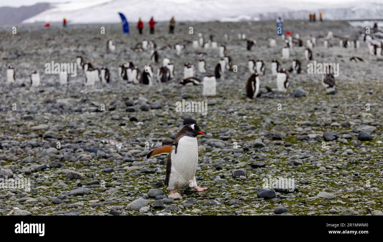 Gentoo-Pinguine in der Antarktis Stockfoto