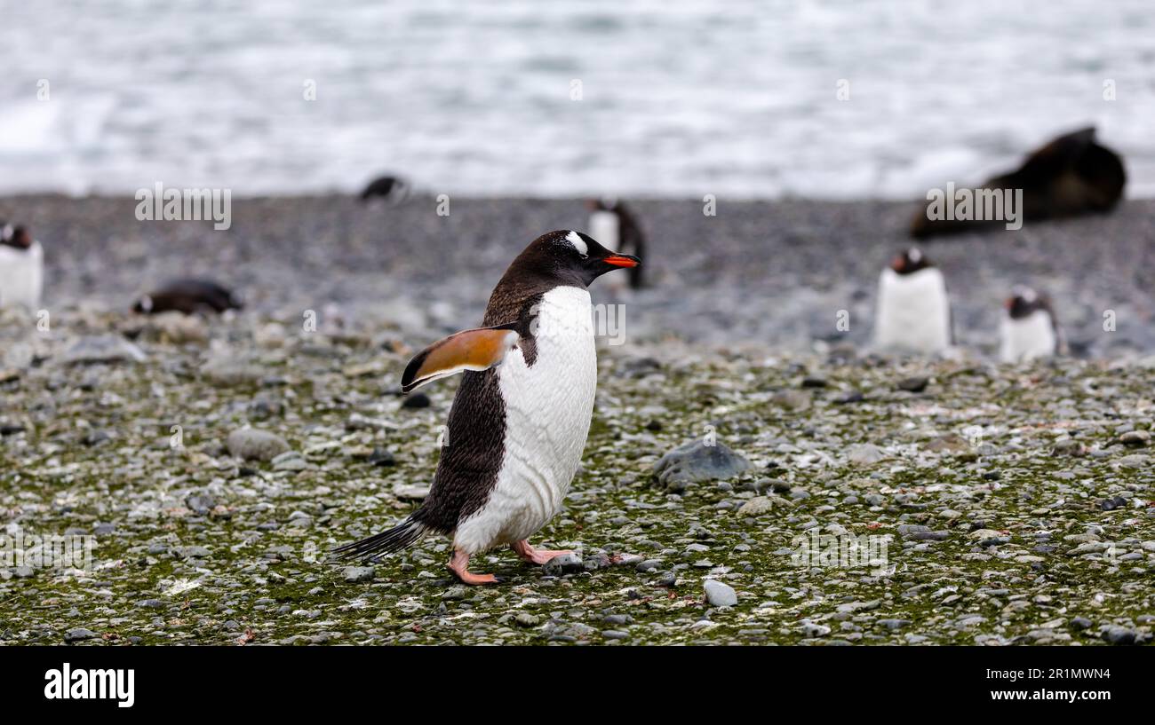 Gentoo Penguin in der Antarktis Stockfoto