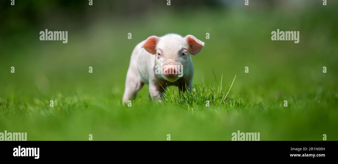Schließen Sie das neugeborene rosa Ferkel auf Frühlingsgras auf einem Bauernhof Stockfoto