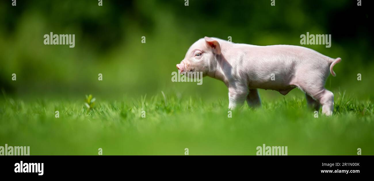 Schließen Sie das neugeborene rosa Ferkel auf Frühlingsgras auf einem Bauernhof Stockfoto