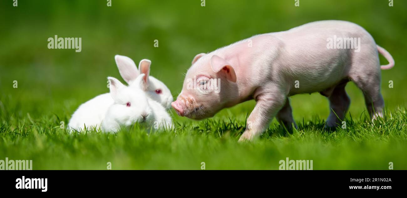 Neugeborene Ferkel und weiße Kaninchen auf Frühling grünes Gras auf dem Bauernhof Stockfoto
