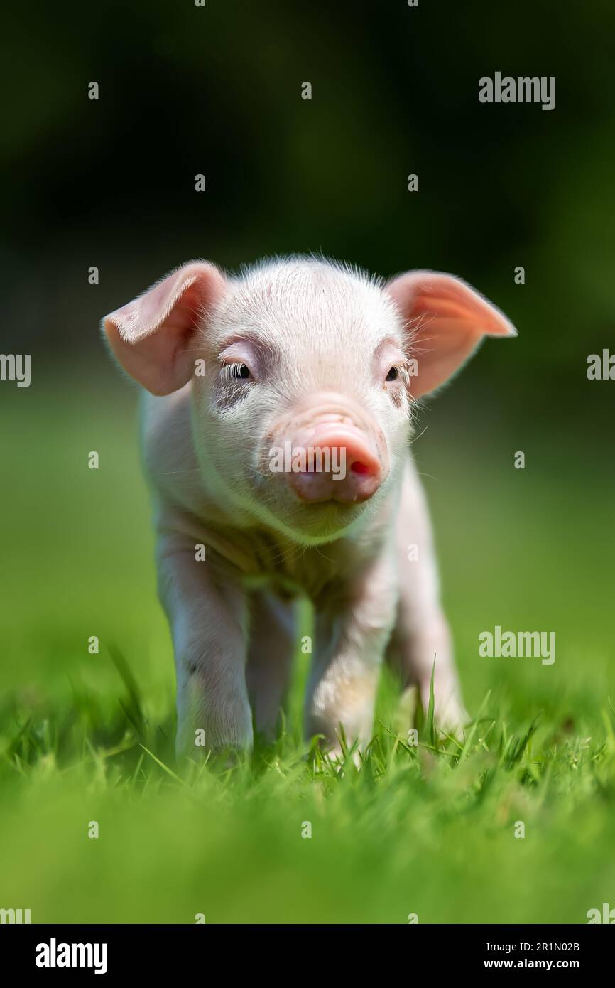 Schließen Sie das neugeborene rosa Ferkel auf Frühlingsgras auf einem Bauernhof Stockfoto