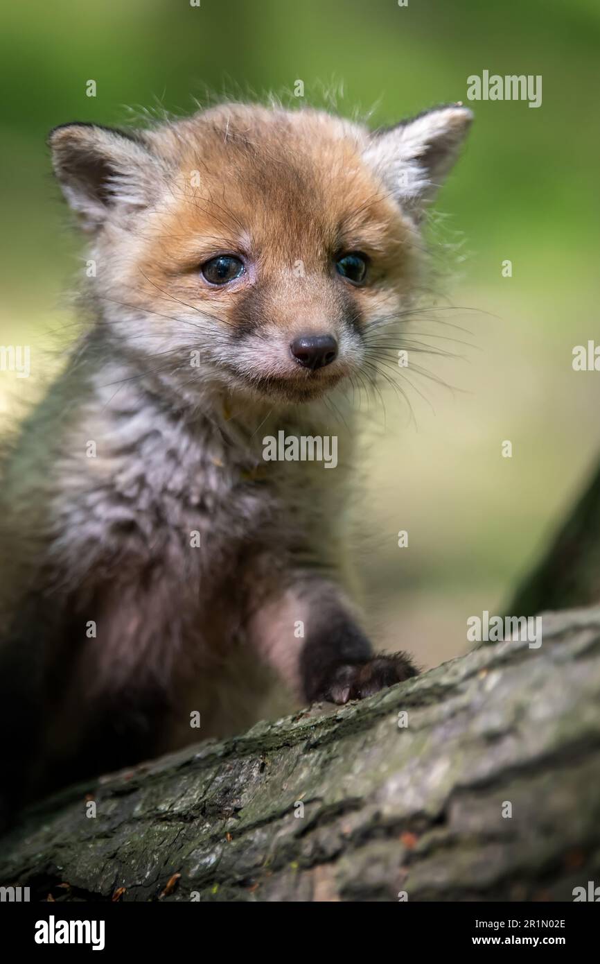 Rotfuchs, Vulpes vulpes, kleines Junges im Wald auf Baumstumpf. Süße kleine wilde Raubtiere in natürlicher Umgebung. Wildtiere aus der Natur Stockfoto