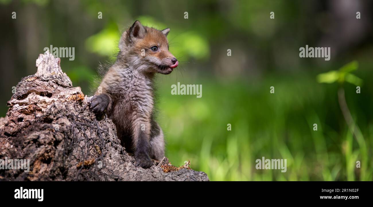 Rotfuchs, Vulpes vulpes, kleines Junges im Wald auf Baumstumpf. Süße kleine wilde Raubtiere in natürlicher Umgebung. Wildtiere aus der Natur Stockfoto