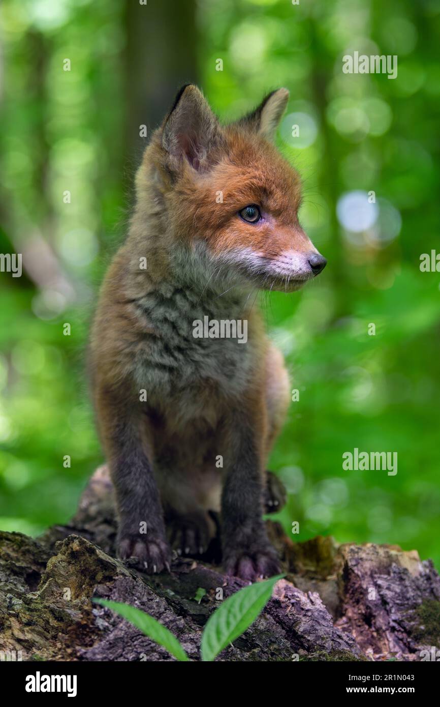 Rotfuchs, Vulpes vulpes, kleines Junges im Wald auf Baumstumpf. Süße kleine wilde Raubtiere in natürlicher Umgebung. Wildtiere aus der Natur Stockfoto