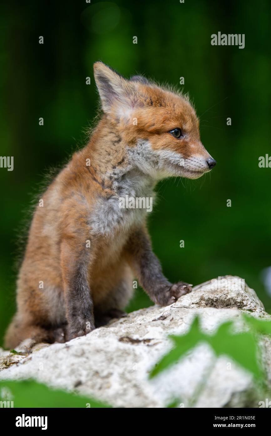 Rotfuchs, Vulpesvulpen, kleines junges Junge im Wald auf Stein. Niedliche kleine wilde Raubtiere in natürlicher Umgebung. Wildlife-Szene aus der Natur Stockfoto
