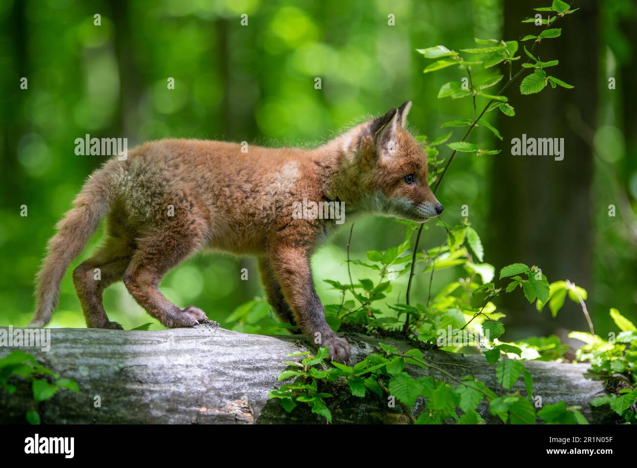 Rotfuchs, Vulpes vulpes, kleines Junges im Wald auf Baumstumpf. Süße kleine wilde Raubtiere in natürlicher Umgebung. Wildtiere aus der Natur Stockfoto