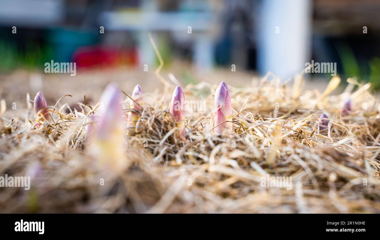 Die erste Erwärmung im Frühling im Gemüsegarten und junge Spargelstangen beginnen aktiv zu wachsen. Die ersten Früchte der Delicacy vegetab Stockfoto