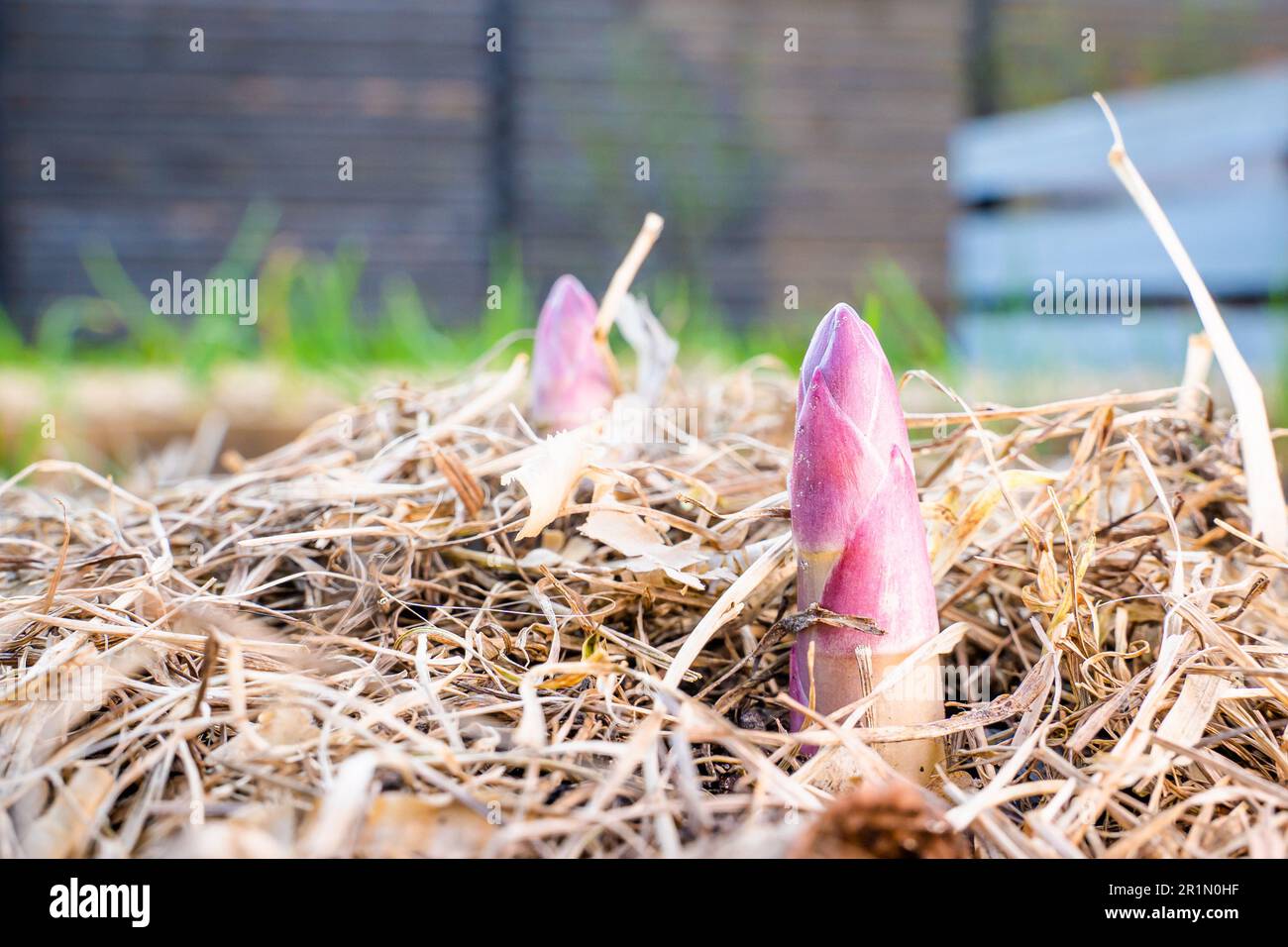 Ein junger Spargelschuss wuchs im Frühling im Gemüsegarten aus der Nähe. Medizinischer Spargel wuchs nach der ersten Erwärmung, Mulchen des Stockfoto