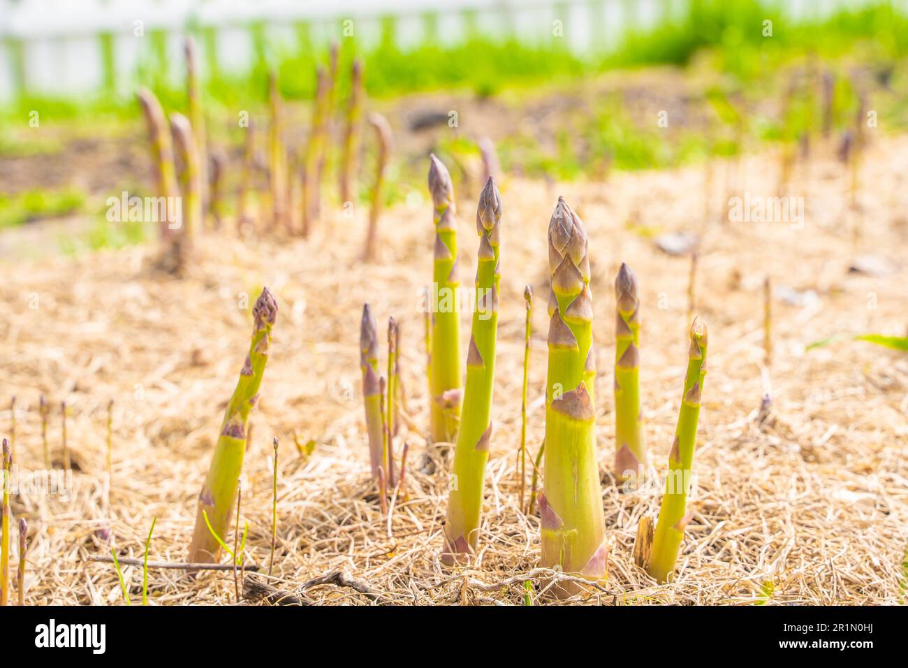 Spargelsprossen wachsen in einem Gartenbeet mit trockenem Grasmulch, Nahaufnahme Stockfoto