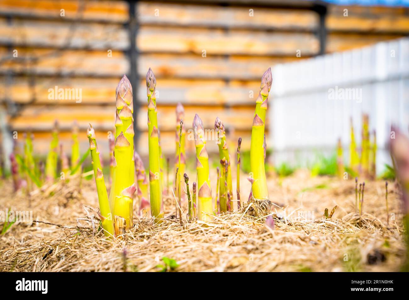 Köstlicher Spargel wächst auf einem Gartenbett, sonniger Frühlingstag. Gut gepflegter Garten mit Spargelstangen Stockfoto