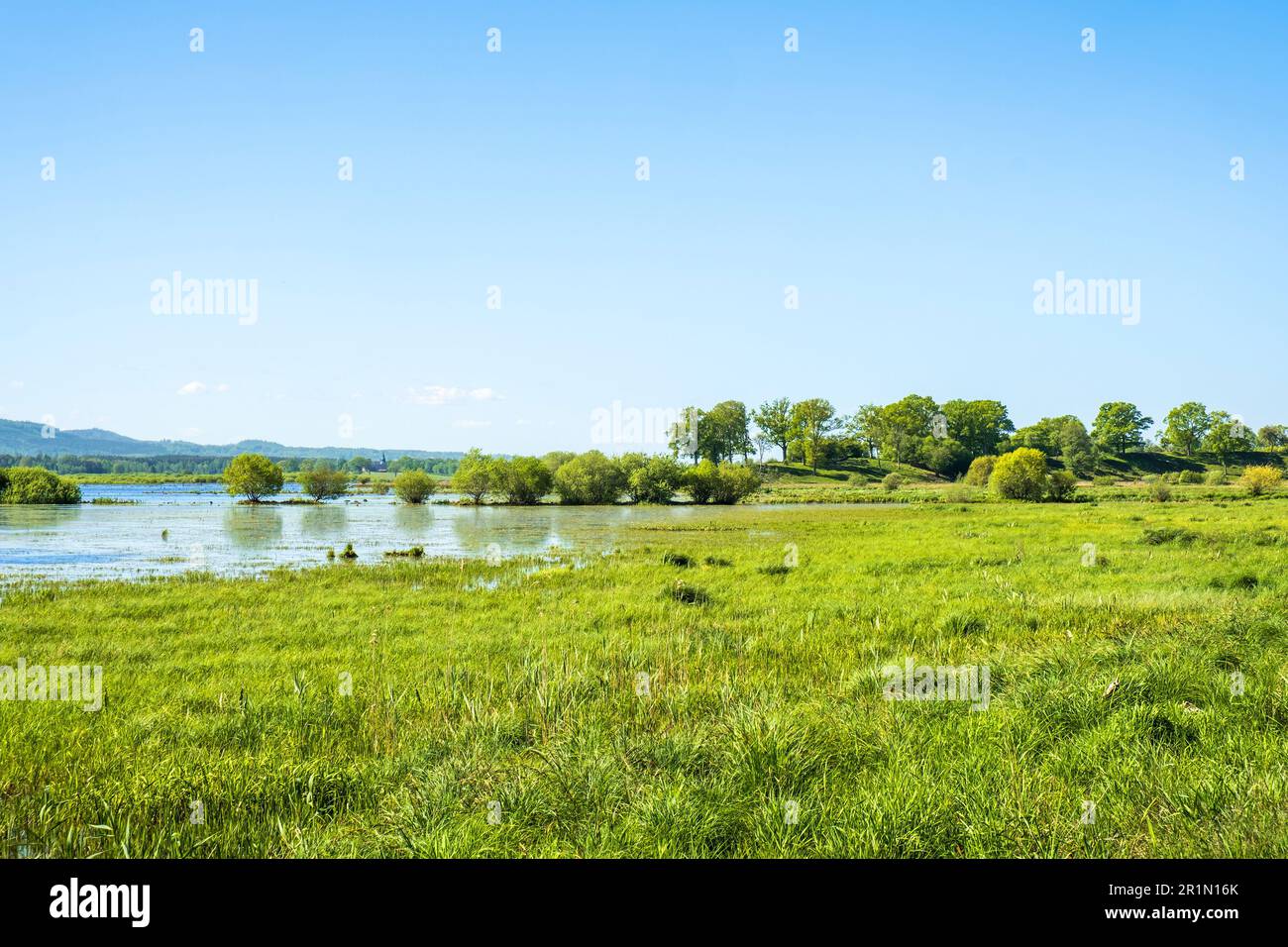 Våt äng vid en sjö på en solig sommardag Stockfoto