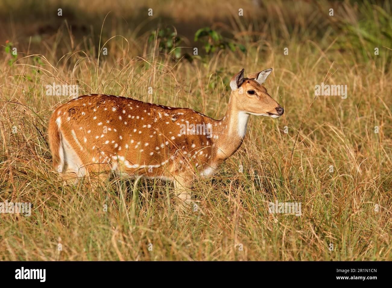 Ein weibliches geflecktes Hirsch oder Chaital (Achsenachse) in einem natürlichen Lebensraum, Kanha-Nationalpark, Indien Stockfoto