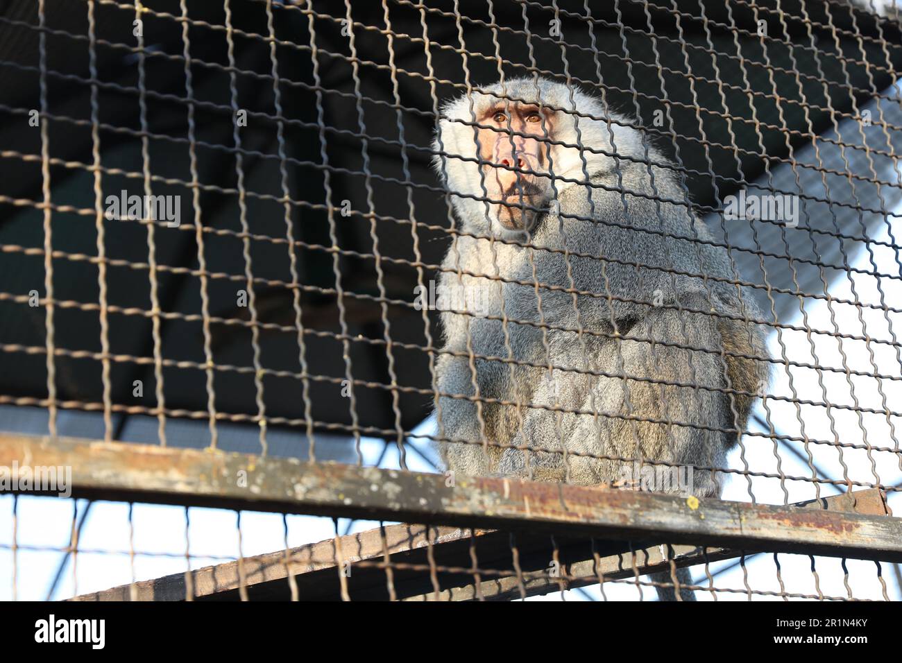 Wunderschöner Hamadryas-Pavian im Käfig im Zoo, Blick aus einem tiefen Winkel Stockfoto