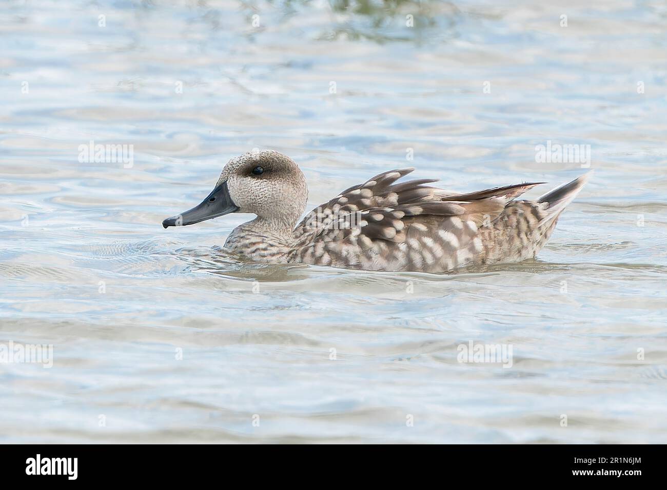 Marmorente oder Marmorblaugrün, Marmaronetta angustirostris, einzelner Erwachsener schwimmt im Süßwasserpool, Albufera Reserve, Mallorca, Spanien, 14. Mai 2023 Stockfoto
